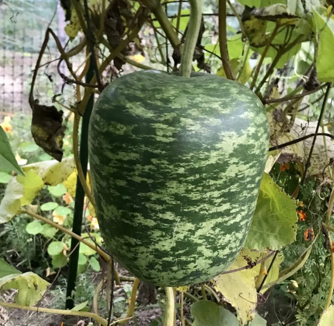 10 Giant Apple Gourd Seeds lagenaria Siceraria African Pumpkins Rare Etsy