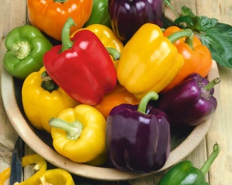 25+ Rainbow Bell Peppers Seeds Fast Germination Organic Non-GMO