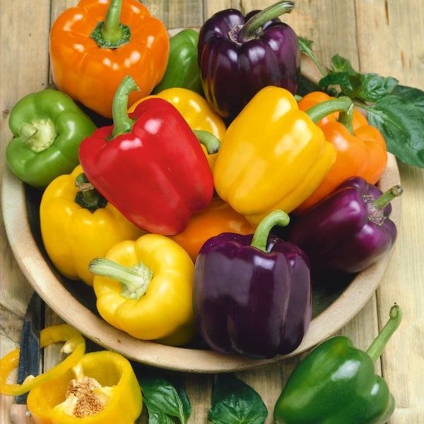 25+ Rainbow Bell Peppers Seeds Fast Germination Organic Non-GMO