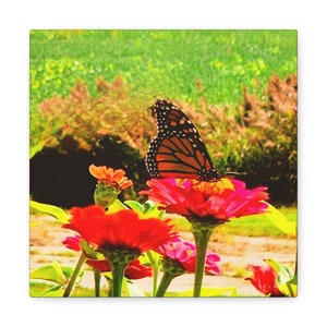 Canvas print of monarch butterfly sitting on a flower in a meadow