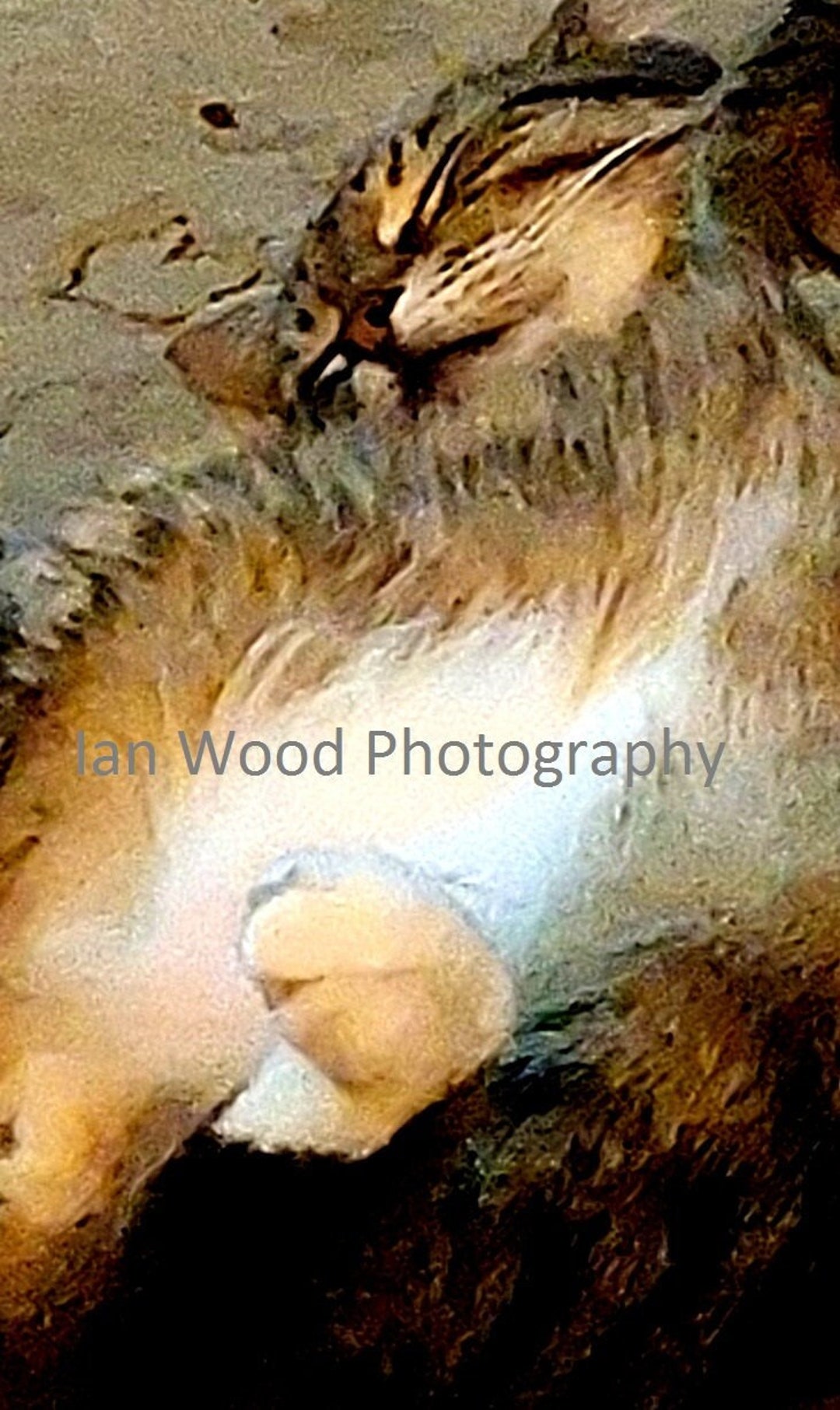 Printable Cat Photograph Animals INSTANT DOWNLOAD Wall Art Fun Playful ...