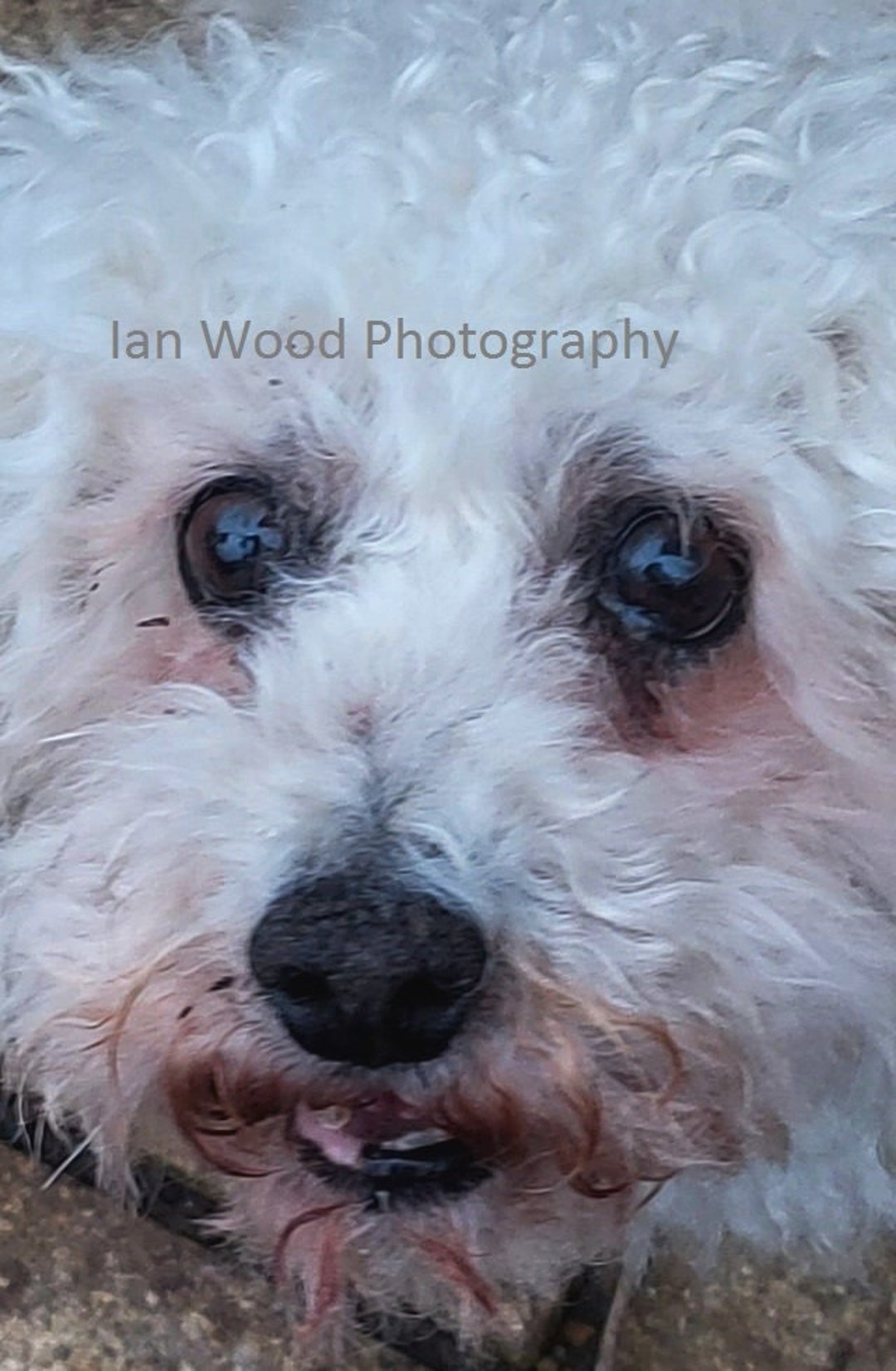 Printable Dog Poodle Photograph Animals DIGITAL DOWNLOAD Wall Art Fun ...