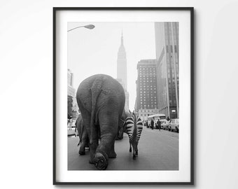 Circus Animals on 33rd Street New York | Elephants and a zebra walk down 33rd Street in Manhattan, 1968 | Vintage | Premium Quality Print