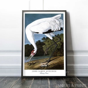 Hooping Crane | 1834 John James Audubon | Birds of America series | Premium Quality Print