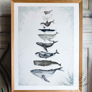 Walvissen, AFDRUKBARE walvissen grootte vergelijkingstabel kunst aan de muur, aquarel walvis, walvissoorten, educatieve walvis kunst, badkamerinrichting