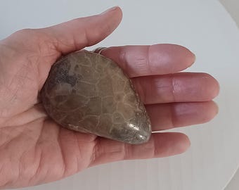 Petoskey stone with crinoids polished