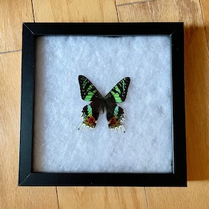 Sunset Moth (Urania Ripheus), Spread Butterfly in Frame, Ethically Sourced Butterflies, real butterfly