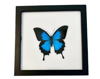 Ulysses Butterfly, Spread Butterfly in Frame, Ethically Sourced Butterflies, Real Butterfly