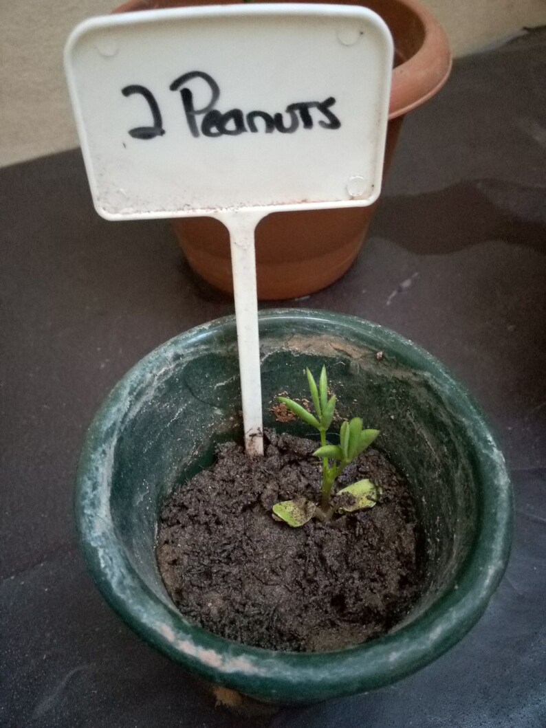 Non GMO SEEDS Lime Soursop Dates Watermelon Pepper 4 Etsy