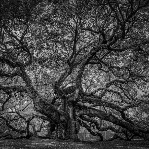 Angel Oak Canvas Etsy