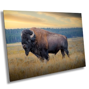 Amerikanischer Bison / Büffel Original Leinwand Kunst, Bison Leinwand Kunst, Büffel Haus / Büro Druck Wanddekor. Yellowstone National Park.