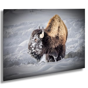 Yellowstone Bison Wand Kunst - Winter Fotografie Druck - Verschneite Bison Druck - Büffel Foto - Nationalpark Natur Dekor-Leinwand.
