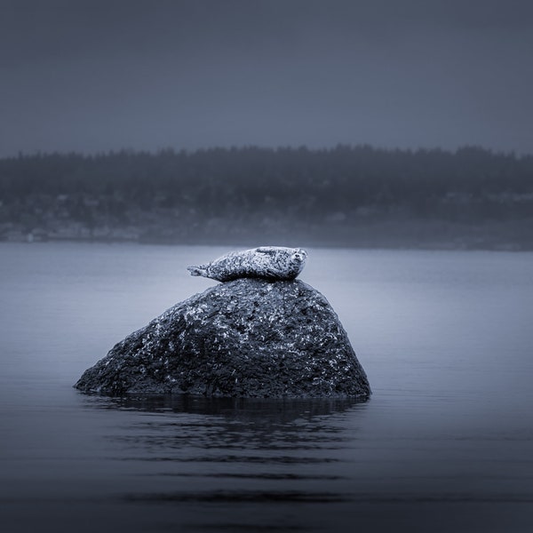 Harbor Seal Serenity: A Nature Photography Print Seattle, Washington. International Award Winning Photo ! Decor for Home/ Office.Puget Sound