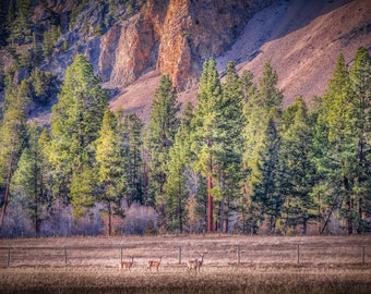 White-Tail Deer Montana Landscape-Print/Acrylic/Canvas/Metal. Nature Wall Art. Animal Phot Print. Deer Photography. Rustic Deer Art. Ranch.