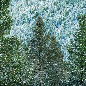 Snow Covered Trees on Mountainside Fine Art Photograph-Print/Acrylic/Canvas/Metal. Cool Winter Home or Office Decor. Snow Forest Photo. image 1