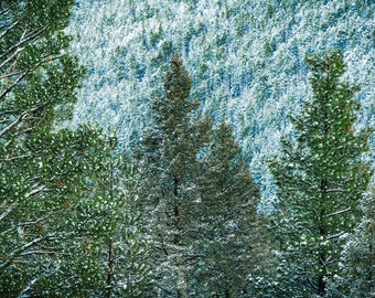 Sneeuw bedekte bomen op berghelling Fine Art foto-print/acryl/canvas/metaal. Cool winterhuis- of kantoordecor. Sneeuwbos foto.