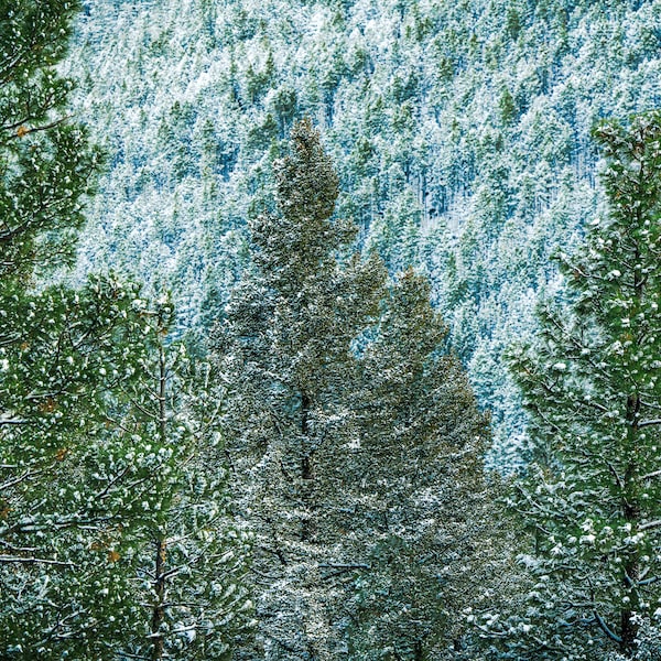 Snow Covered Trees on Mountainside Fine Art Photograph-Print/Acrylic/Canvas/Metal. Cool Winter Home or Office Decor. Snow Forest Photo.