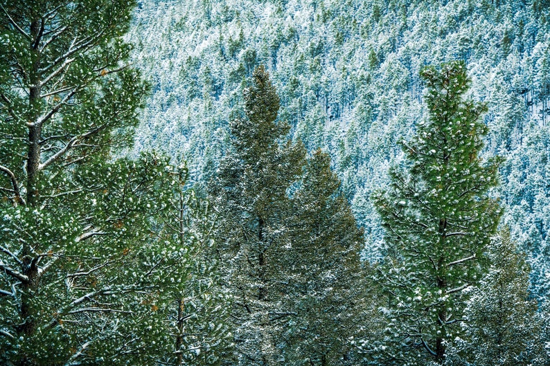 Snow Covered Trees on Mountainside Fine Art Photograph-Print/Acrylic/Canvas/Metal. Cool Winter Home or Office Decor. Snow Forest Photo. image 1