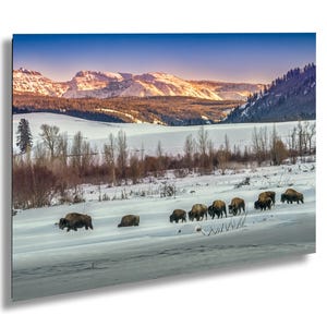 Bisonte sulla neve – Fotografia del paesaggio invernale del Parco nazionale di Yellowstone – Bisonte americano al tramonto – Stampa fotografica della fauna selvatica invernale di Yellowstone.