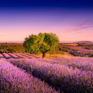 Lavender Field in France Photograph. Velours De Lavender Fine Art Print.  South of France Art Print. Home, Spa, Bedroom or Office Wall Decor