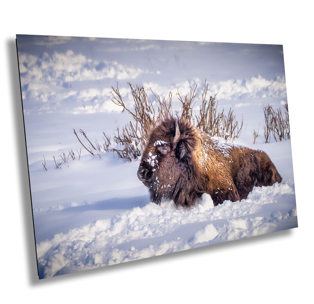 Yellowstone American Buffalo Snow Wall Art Bison Canvas Winter ...