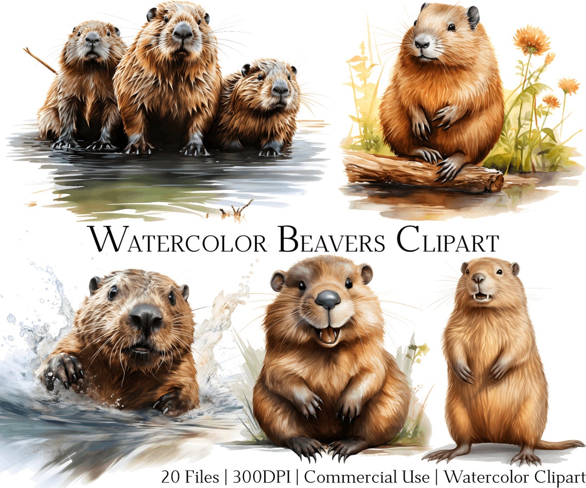 Watercolor Beaver Clipart Set: 20 PNG & PDF Files (commercial Use) - Etsy