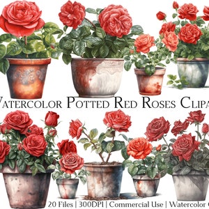 Könnte beinhalten: Aquarell-Clipart mit 20 roten Rosen in Töpfen in verschiedenen Größen und Anordnungen. Die Rosen befinden sich in Terrakotta-Töpfen vor einem weißen Hintergrund.