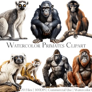 Aquarell Primaten Clipart Set mit 20 Dateien mit sofortigem Download und kommerzieller Nutzung, PNG + PDF-Format, perfekt für Heimwerker.