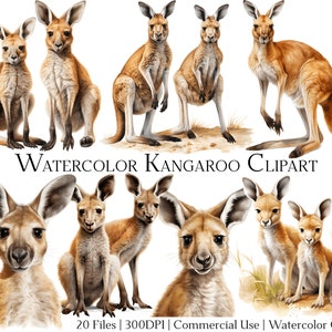 May include: Watercolor clipart featuring 20 images of kangaroos in various poses. The kangaroos are depicted in a realistic style with detailed fur and features. The images are perfect for use in digital scrapbooking, card making, and other creative projects.