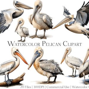 Set di 20 file di clipart di pellicani acquerellati con download immediato e uso commerciale, formato PNG + PDF, perfetti per il fai da te.