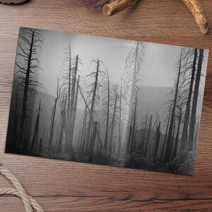 May include: A rectangular black and white photographic print featuring a dense forest of tall, leafless, and charred tree trunks standing amidst a thick, hazy fog that obscures the distant mountain landscape in the background of the composition.