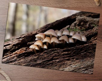 Mushroom Flush Fine Art Print | Digital Film Photography | Nature Wall Art