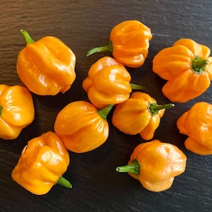 Bahamian Goat Pepper Seeds