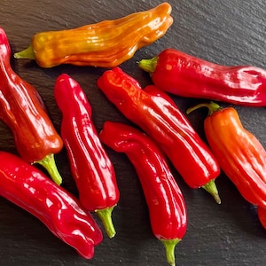 Shishito Pepper Seeds