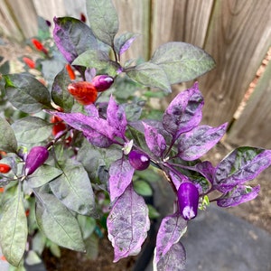 Dreamcatcher Pepper Seeds