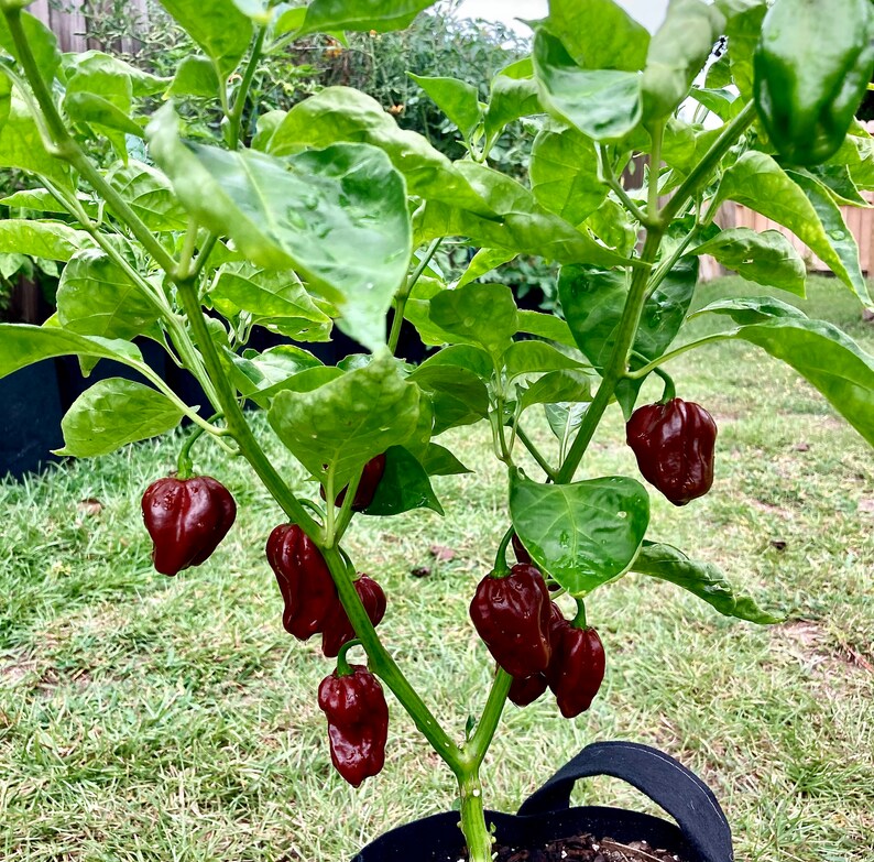 Jamaican Chocolate Habanero Pepper Seeds Etsy