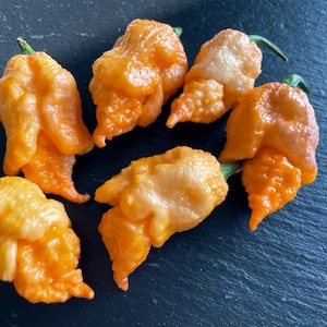 Catastrophe Pepper Seeds