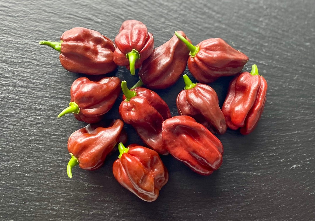 Jamaican Chocolate Habanero Pepper Seeds Etsy