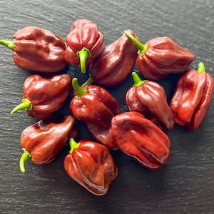 Jamaican Chocolate Habanero Pepper Seeds
