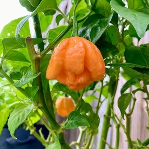 Scotch Brains Pepper Seeds