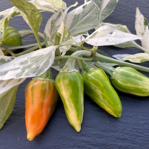 Fish Pepper Seeds