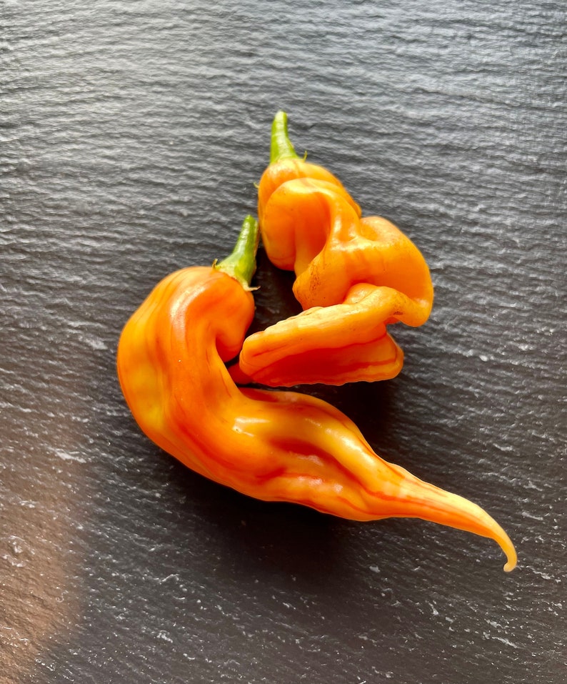 Sugar Rush Stripey Pepper Seeds Etsy