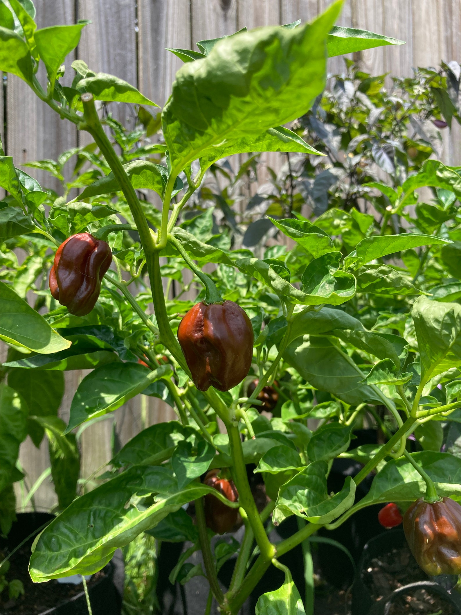 Jamaican Chocolate Habanero Pepper Seeds Etsy
