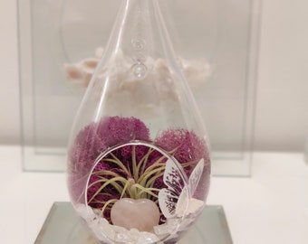 Tiny Glass Live Air Plant Terrarium with Rose Quartz Stone.