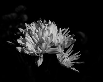 White Chrysanthemum flower in black and white
