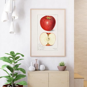 Framed Poster Print Apples (Malus Domestica) (1908) by Amanda Almira Newton, Wall Art Ready for Display, room decor, office decor, Best Gift