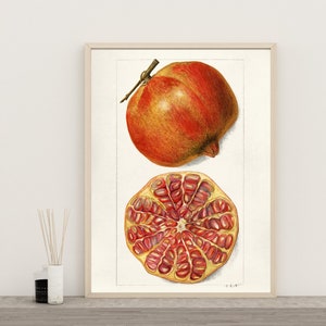 Vintage Poster Print Pomegranates, Punica Granatum by Amanda Almira Newton Framed and Ready to Display, Rustic Style Wall Art, office decor