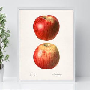 Vintage Poster Print Apples (Malus Domestica) (1908) Poster by Amanda Almira Newton Framed and Ready to Display, Rustic Style Wall Art