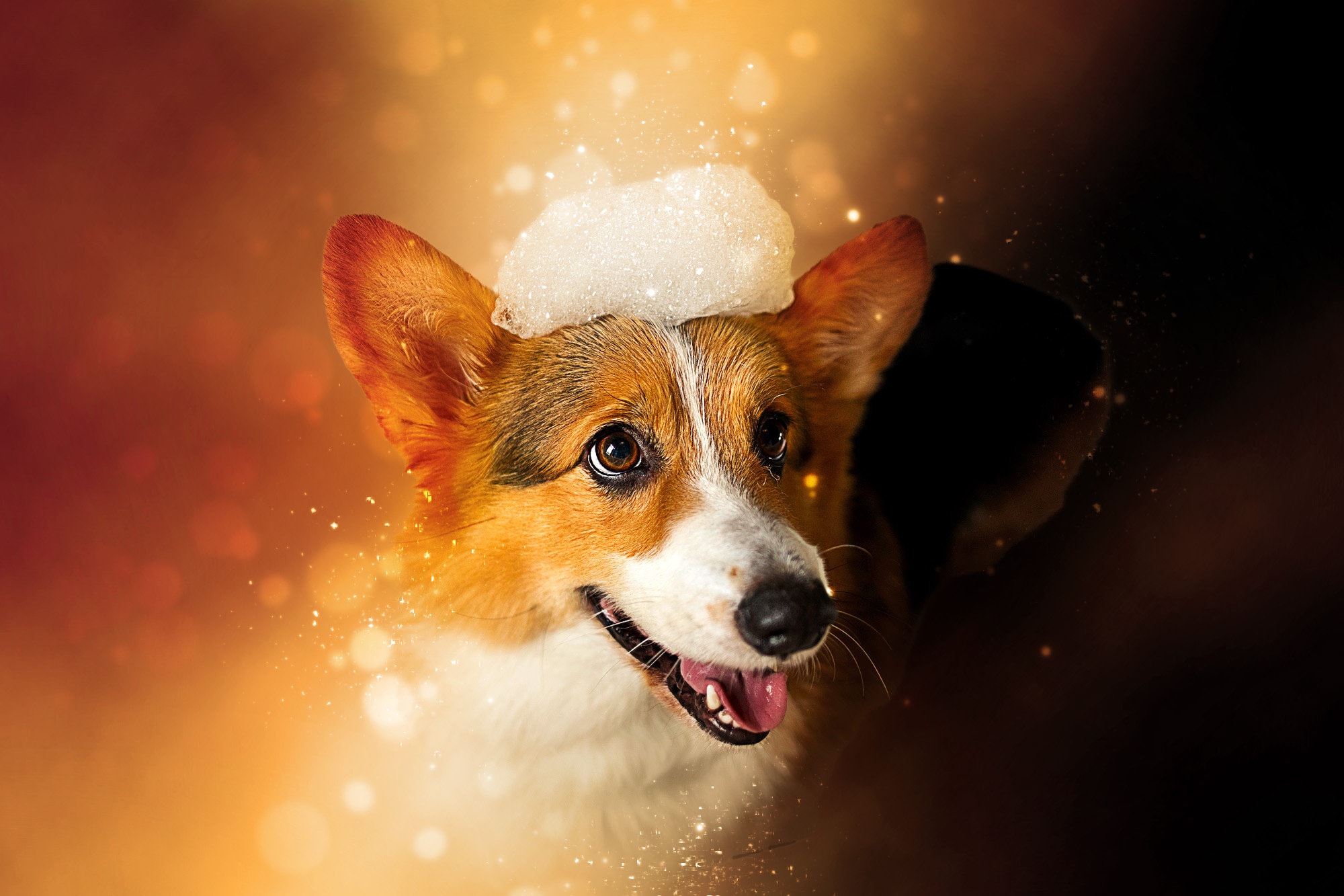 Custom Luxury Dog Portrait Highend Dog Portrait Luxury Dog Etsy