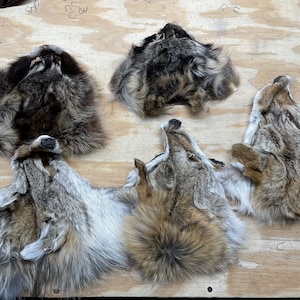 Craft Coyote Raccoon faces